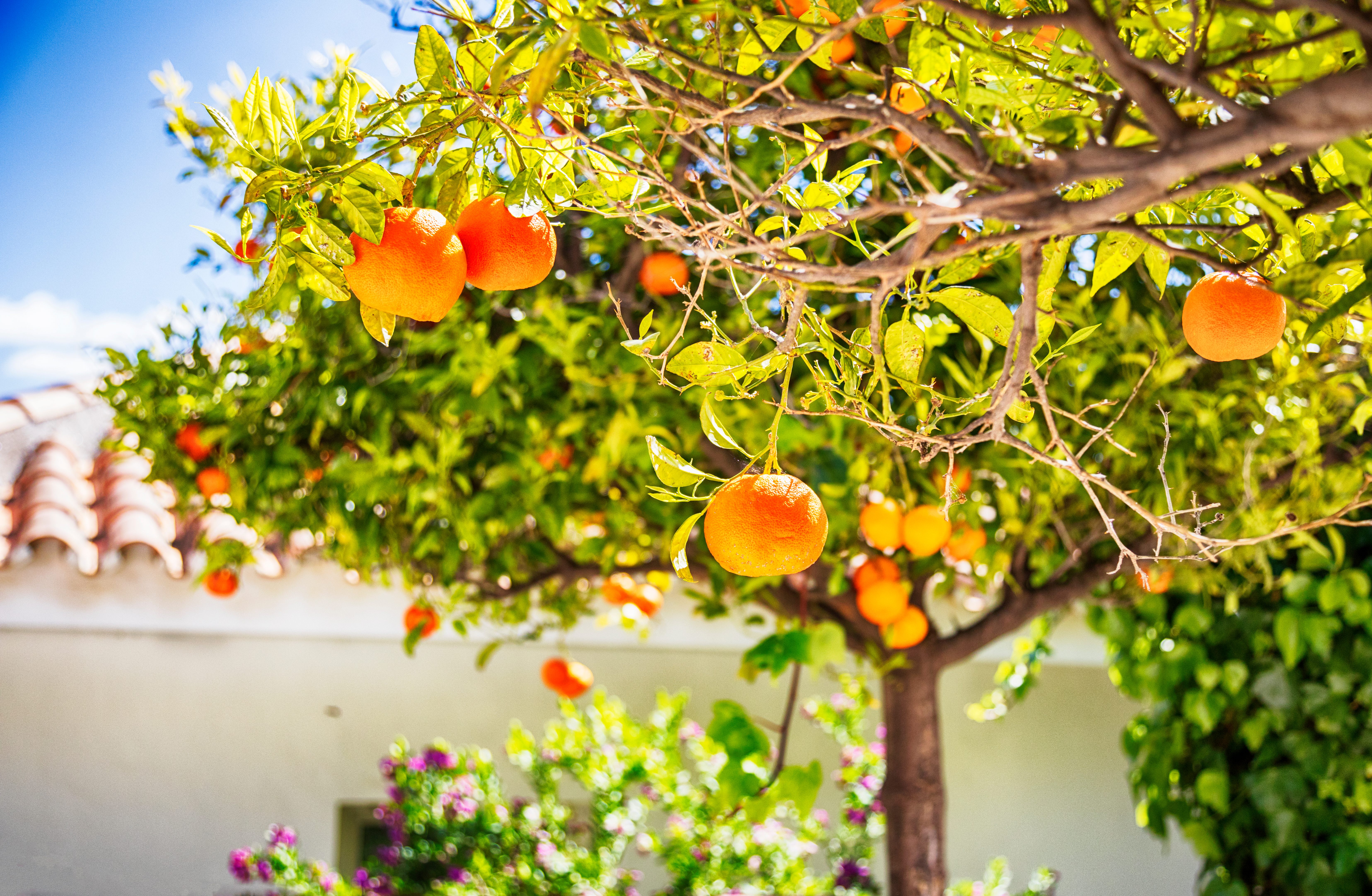 Charmerende traditionel spansk gårdhave i Andalusien med farverige forårsblomster i terrakotta-krukker på hvidkalkede vægge - en idyllisk patio med typisk sydspansk arkitektur og frodige planter