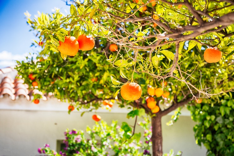Charmerende traditionel spansk gårdhave i Andalusien med farverige forårsblomster i terrakotta-krukker på hvidkalkede vægge - en idyllisk patio med typisk sydspansk arkitektur og frodige planter