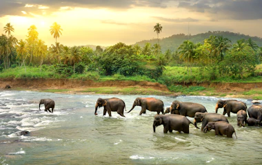 Flok af vilde elefanter krydser en flod i gyldent sollys på safari i en tropisk nationalpark i Sri Lanka