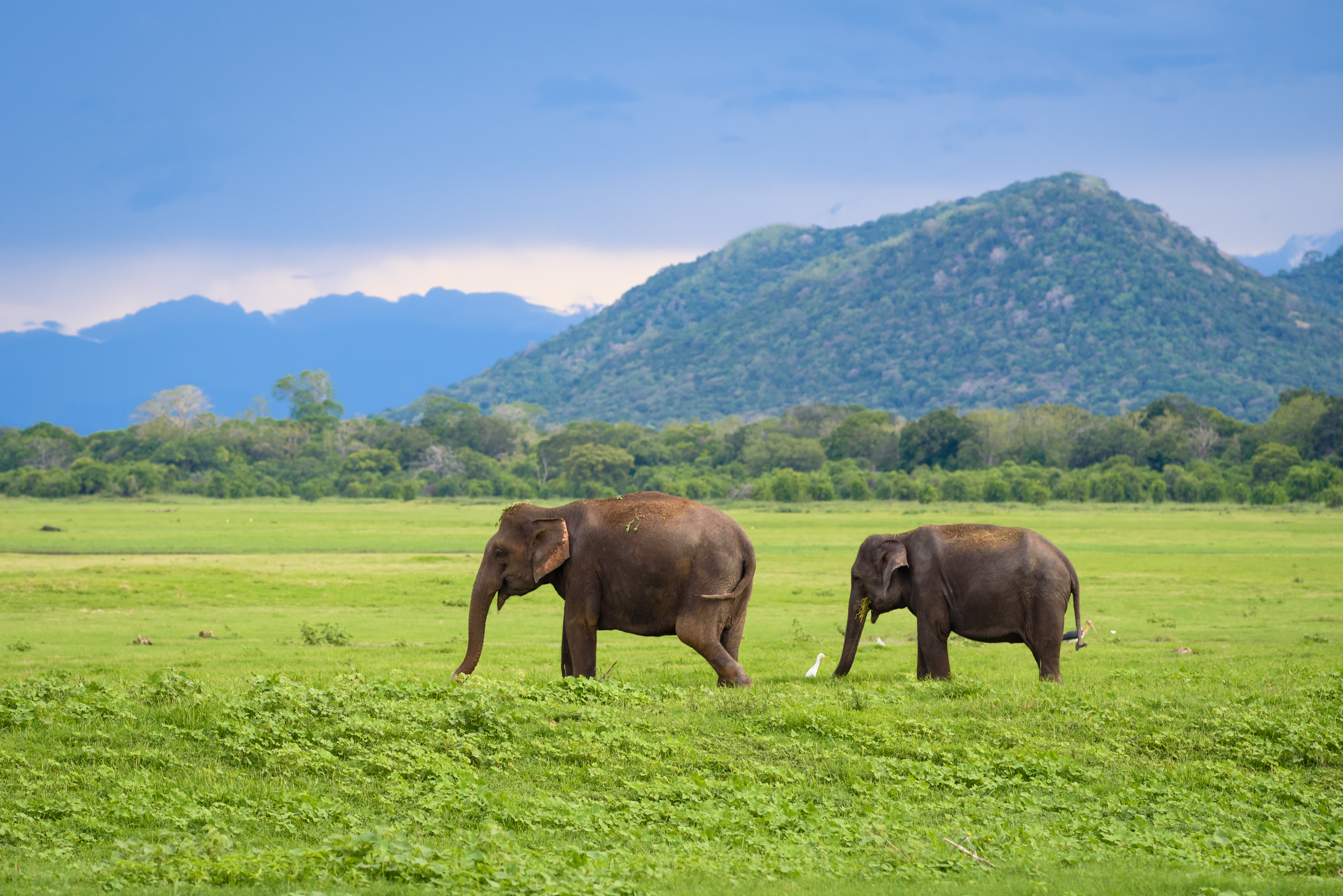 Vilde elefanter græsser i grønt landskab med bjerge i Sri Lanka nationalpark