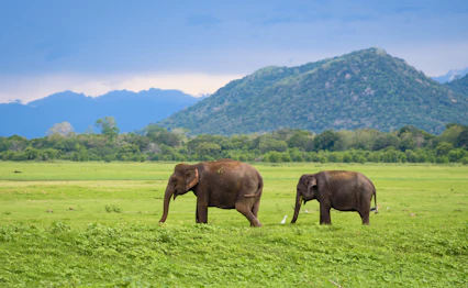 Vilde elefanter græsser i grønt landskab med bjerge i Sri Lanka nationalpark