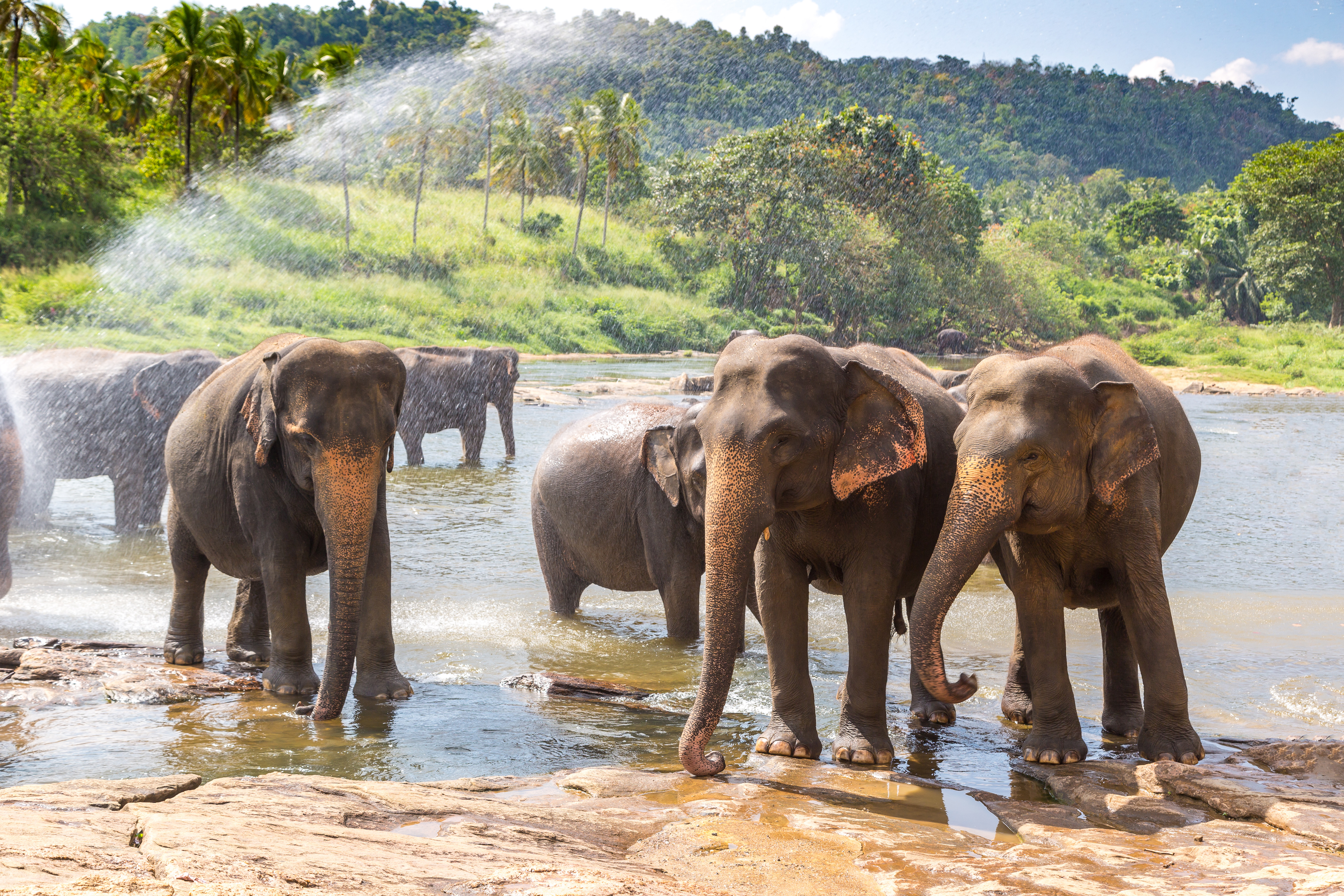 Flok af vilde elefanter der bader og køler sig af i vandet i Minneriya Nationalpark i Sri Lanka på en solrig dag
