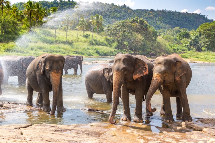 Flok af vilde elefanter der bader og køler sig af i vandet i Minneriya Nationalpark i Sri Lanka på en solrig dag