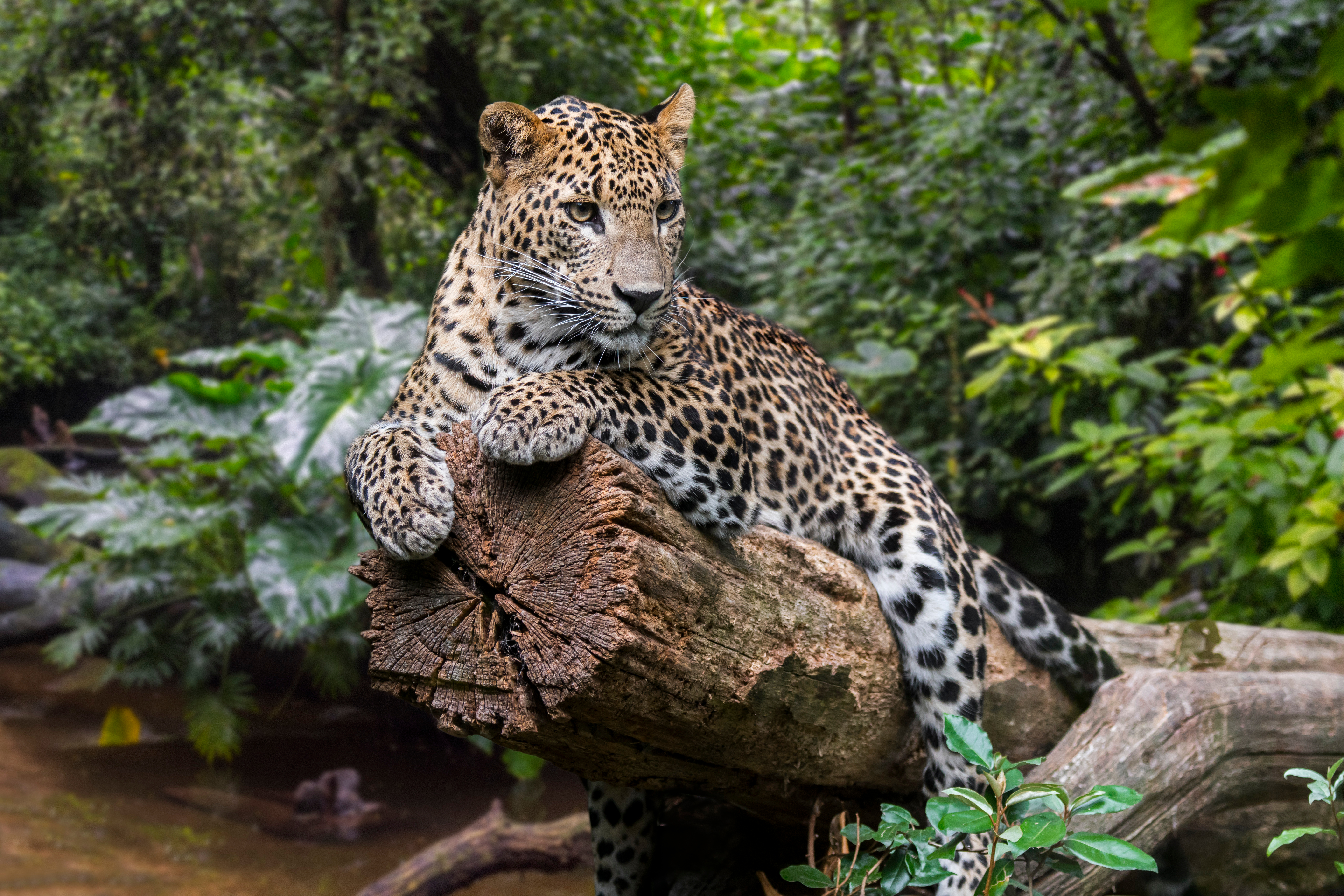 Sri Lankansk leopard hvilende på træstamme i tropisk regnskov under wildlife safari