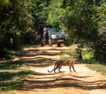 Sjælden srilankansk leopard fotograferet under jeepsafari i Yala Nationalpark - en unik naturoplevelse på din rejse til Sri Lanka med Smil Rejser