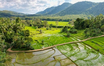 Frodige grønne rismarker i Sri Lankas landlige område, hvor terrasserede marker følger bakkelandskabets naturlige kurver og skaber et betagende mønster i det tropiske landskab.