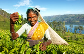 Smilende kvinde høster teblade på en traditionel teplantage i Sri Lanka