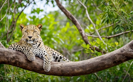 Majestætisk srilankansk leopard (Panthera pardus kotiya) hvilende på en trægren i Yala Nationalpark, et højdepunkt på safari i Sri Lanka