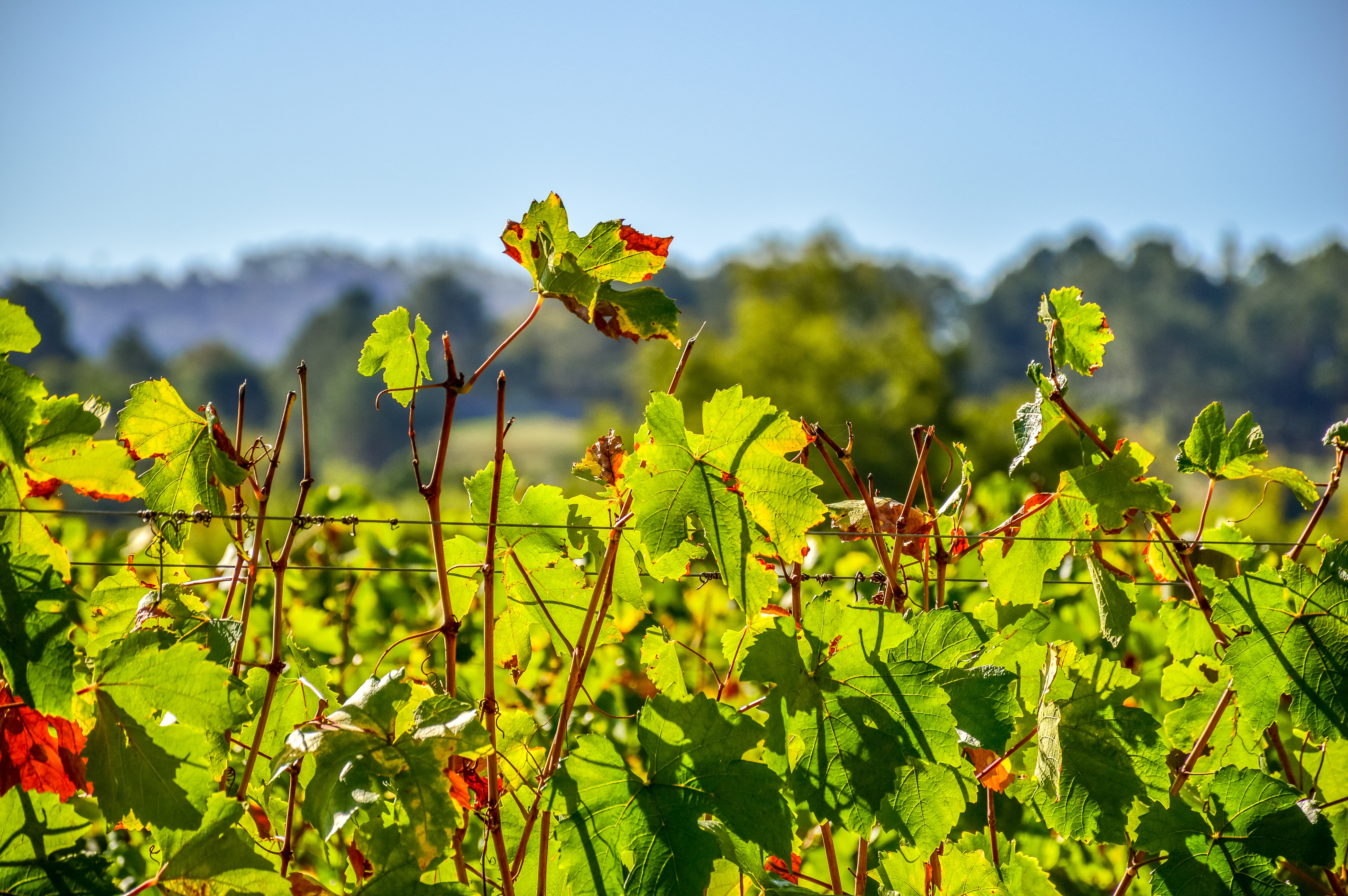 Maleriske Pinotage vinmarker i Stellenbosch vinregion nær Cape Town, Sydafrika, med perfekt arrangerede rækker af vinstokke i det smukke vinland
