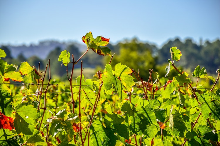 Maleriske Pinotage vinmarker i Stellenbosch vinregion nær Cape Town, Sydafrika, med perfekt arrangerede rækker af vinstokke i det smukke vinland