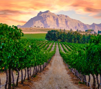 Maleriske vinmarker i Stellenbosch ved solnedgang med grønne vinranker i forgrunden og majestætiske bjerge i baggrunden, en perfekt destination for vinelskere i Sydafrika