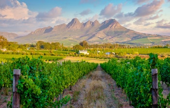 Malerisk solnedgang over frodige vinmarker i Stellenbosch vinregion med dramatiske bjerge i baggrunden nær Cape Town, Sydafrikas førende vinområde