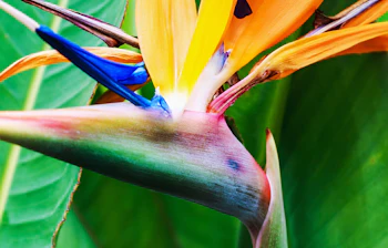 Farverig Strelitzia Reginae (fugleparadisblomst) i nærbillede med karakteristiske orange og blå kronblade mod grønt løv, Madeiras signaturblomt fra de botaniske haver i Funchal