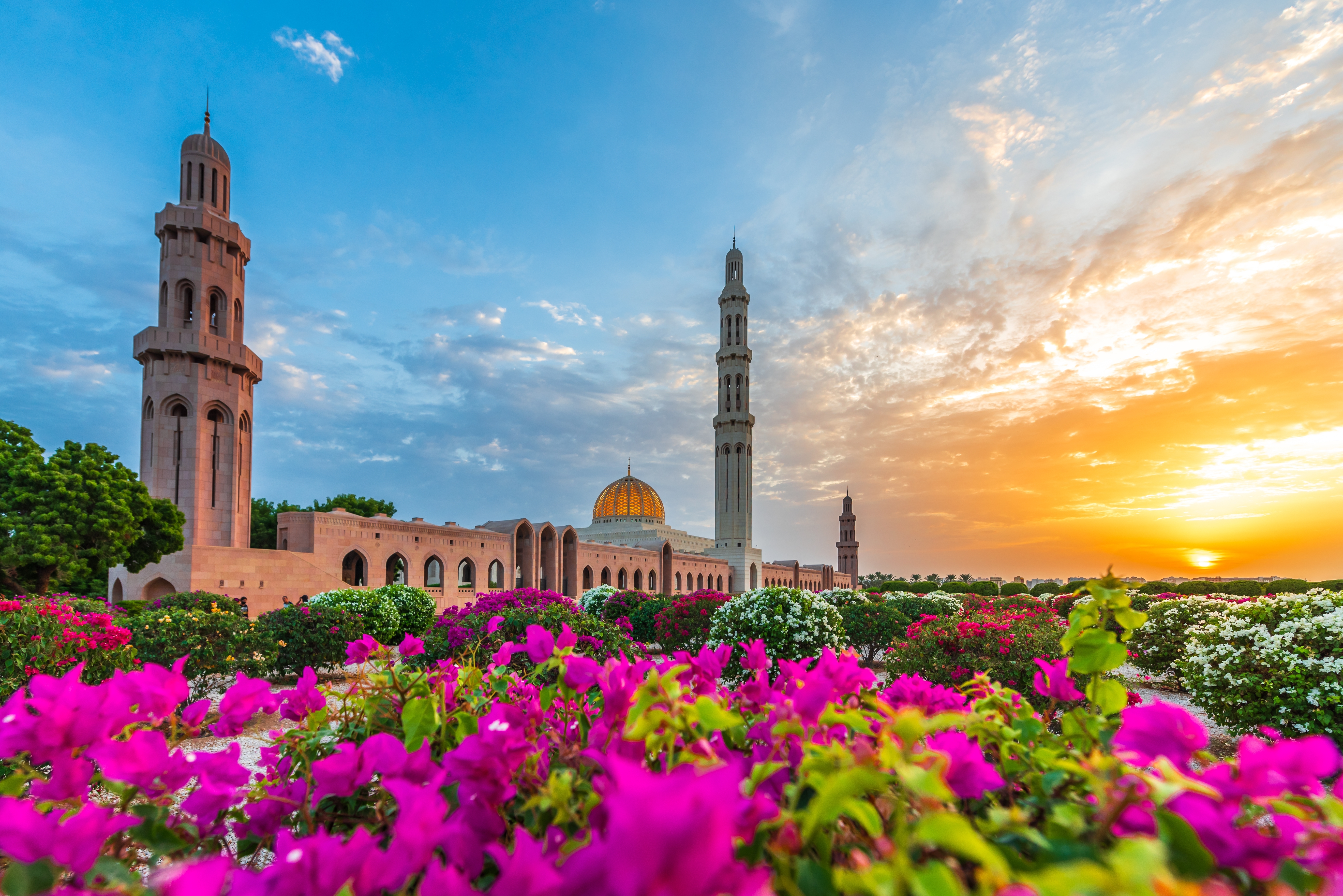 Smuk Sultan Qaboos Moské i Muscat Oman ved solnedgang med lyserøde blomster