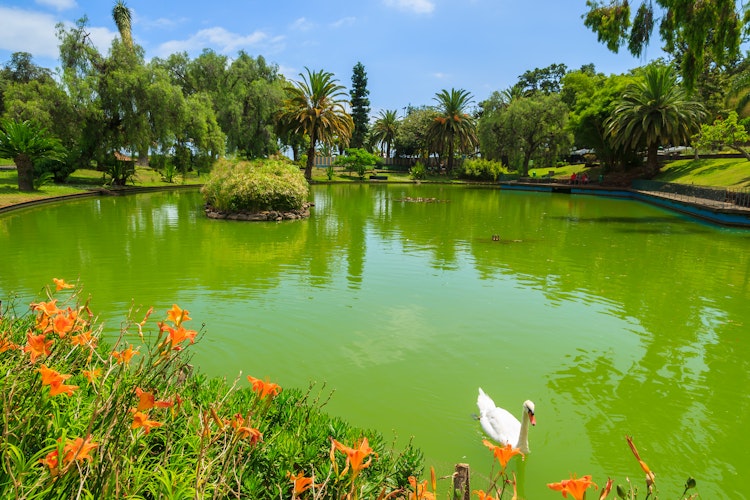 Hvid svane på den grønne sø i Santa Catarina tropisk bypark i Funchal på Madeira med frodige palmer og eksotiske planter
