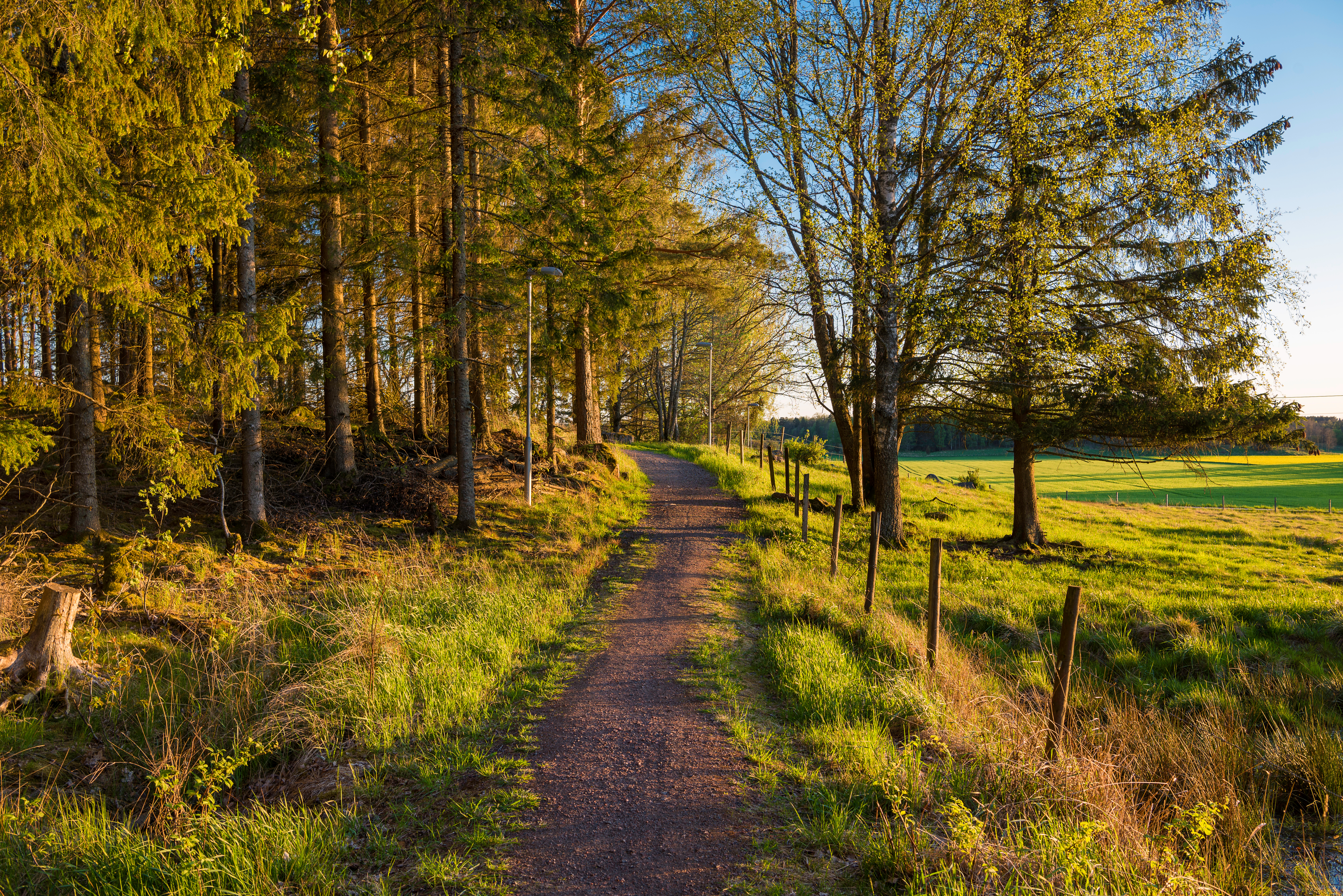 Malerisk efterårsskovsti med gyldent løvfald og grønne marker i Sverige