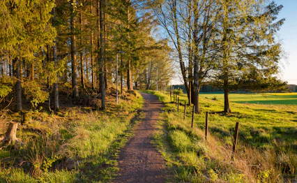 Malerisk efterårsskovsti med gyldent løvfald og grønne marker i Sverige