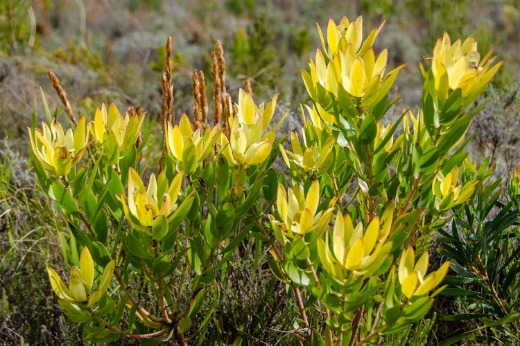 Farverige gule fynbos-blomster i blomst, en unik plantegruppe der kun findes i Western Cape-regionen i Sydafrika