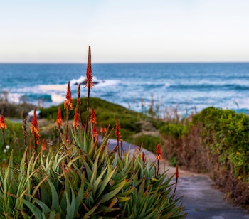 Smuk kyststi med røde aloe blomster ved Atlanterhavet i Sydafrika