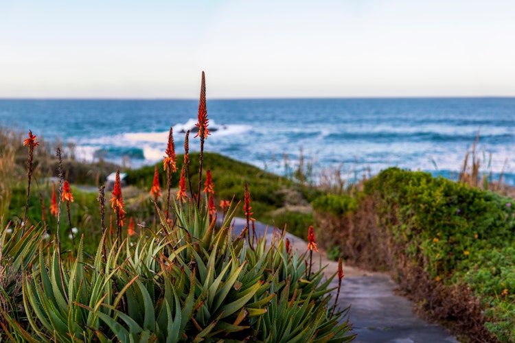 Smuk kyststi med røde aloe blomster ved Atlanterhavet i Sydafrika