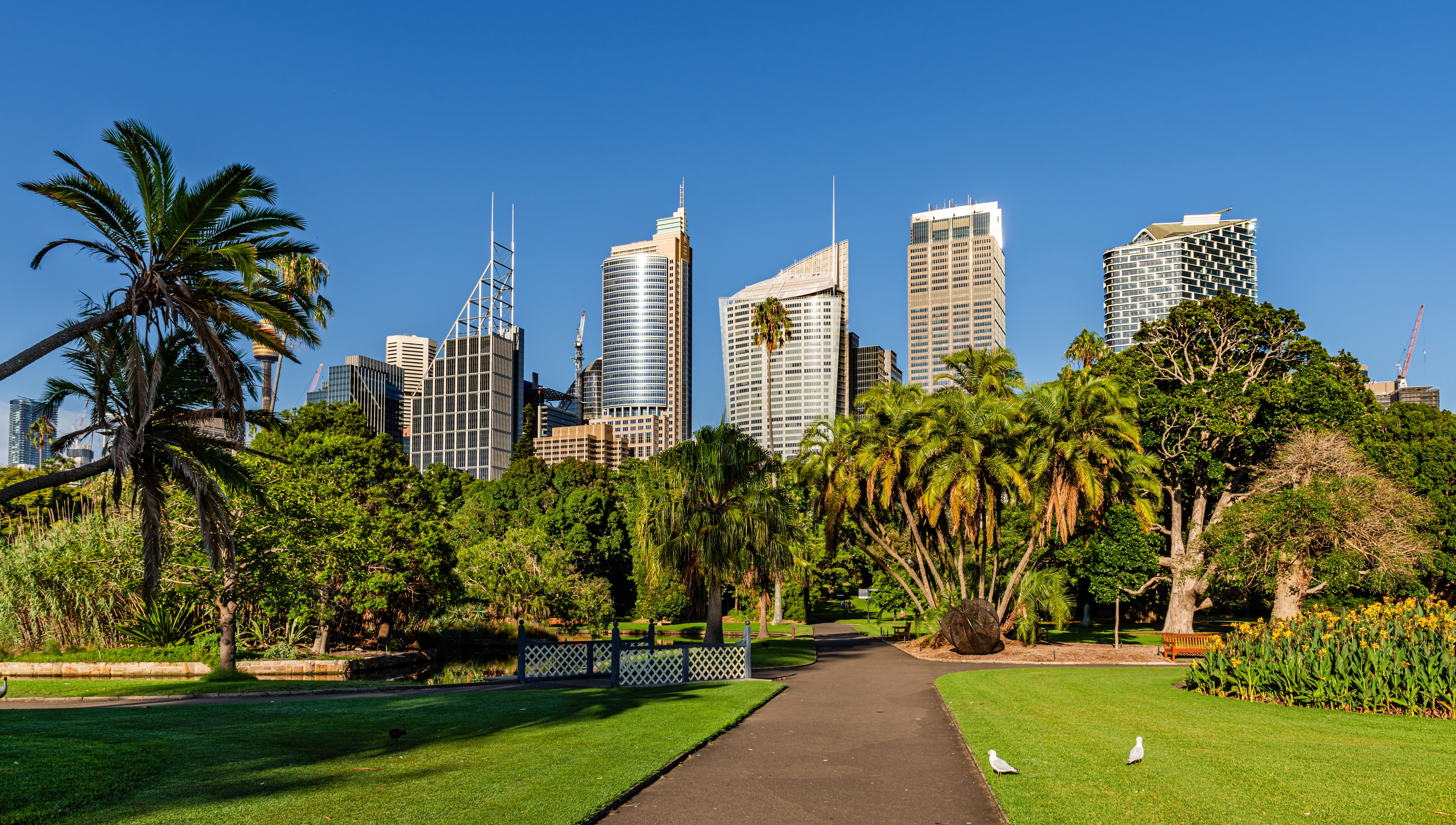 Sydney byskyline med moderne skyskrabere og Royal Botanic Gardens
