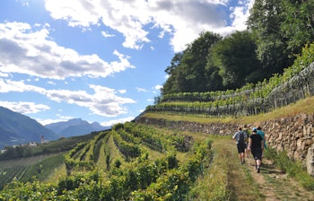 Vandrere på naturskøn sti gennem terrasserede vinmarker i Sydtyrol med betagende bjerglandskab og blå himmel, perfekt til aktiv vinferie i Norditalien