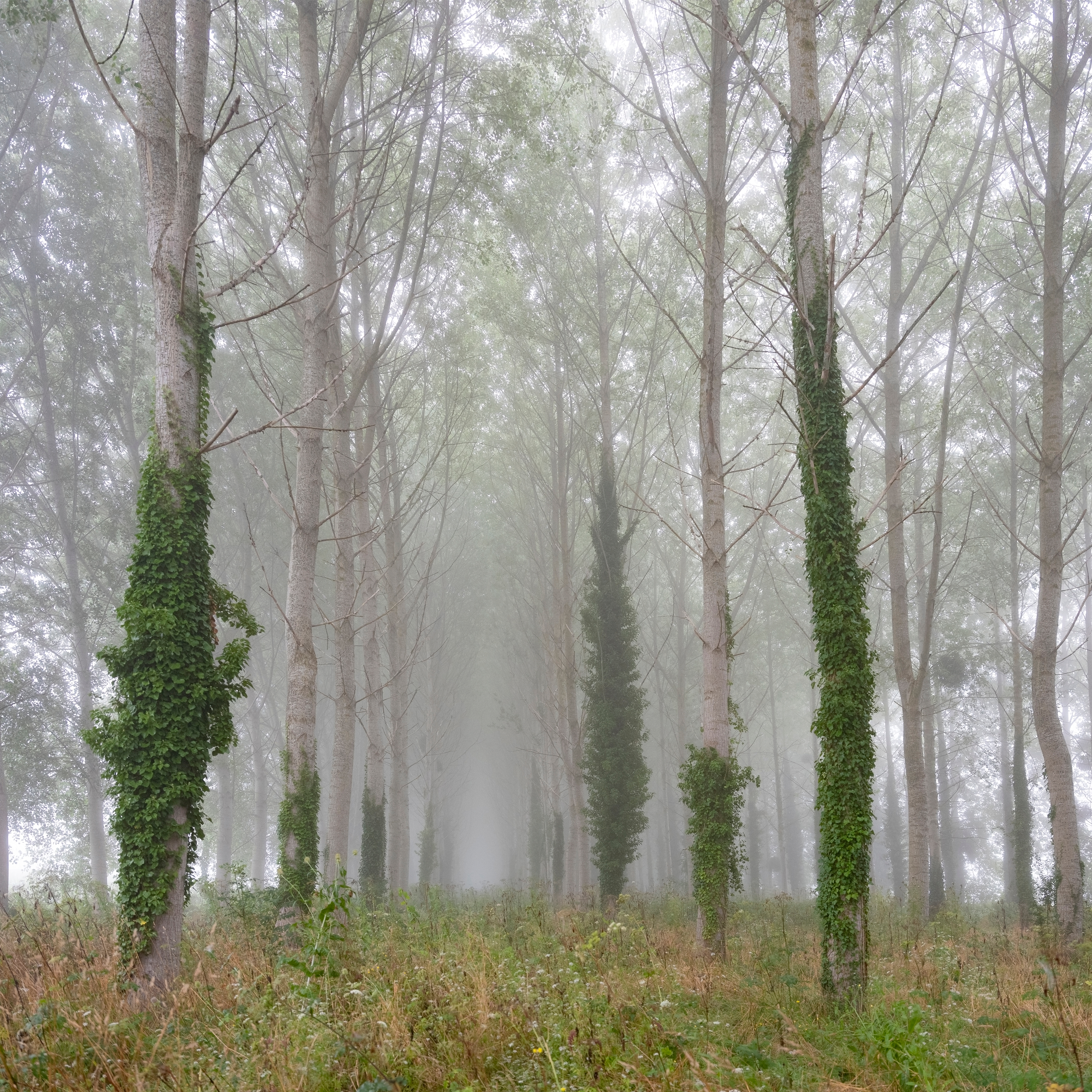 Tåget poppelskov med vedbend i Boucles de la Seine regionalpark nær Rouen, Frankrig