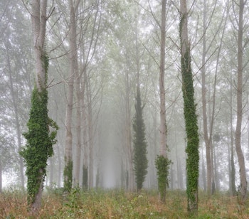 Tåget poppelskov med vedbend i Boucles de la Seine regionalpark nær Rouen, Frankrig