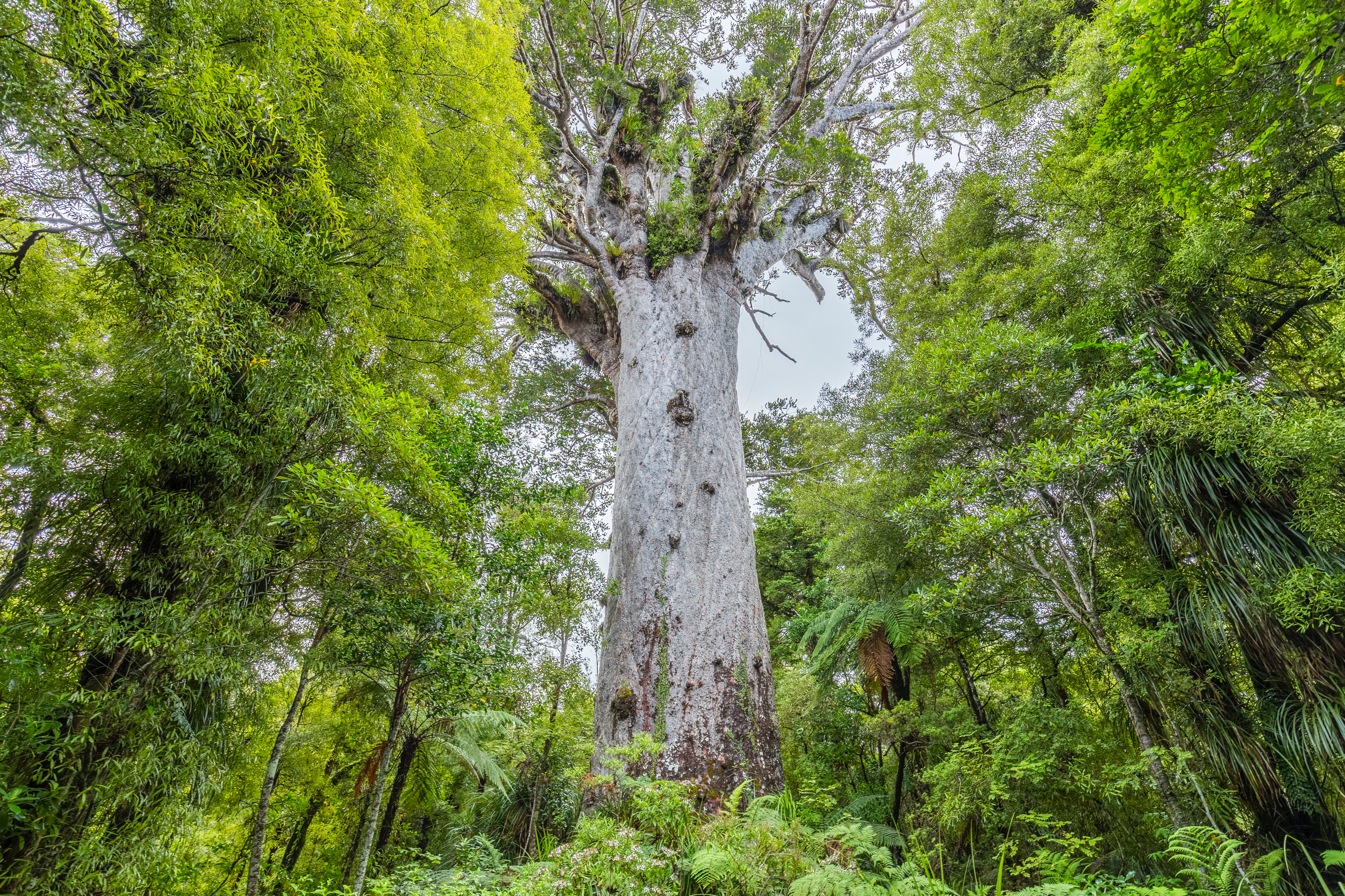 Det majestætiske Tane Mahuta kauri-træ i New Zealands Waipoua Forest omgivet af frodig grøn vegetation