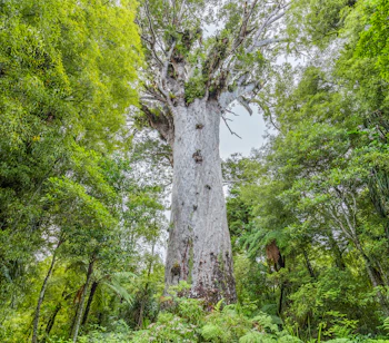 Det majestætiske Tane Mahuta kauri-træ i New Zealands Waipoua Forest omgivet af frodig grøn vegetation