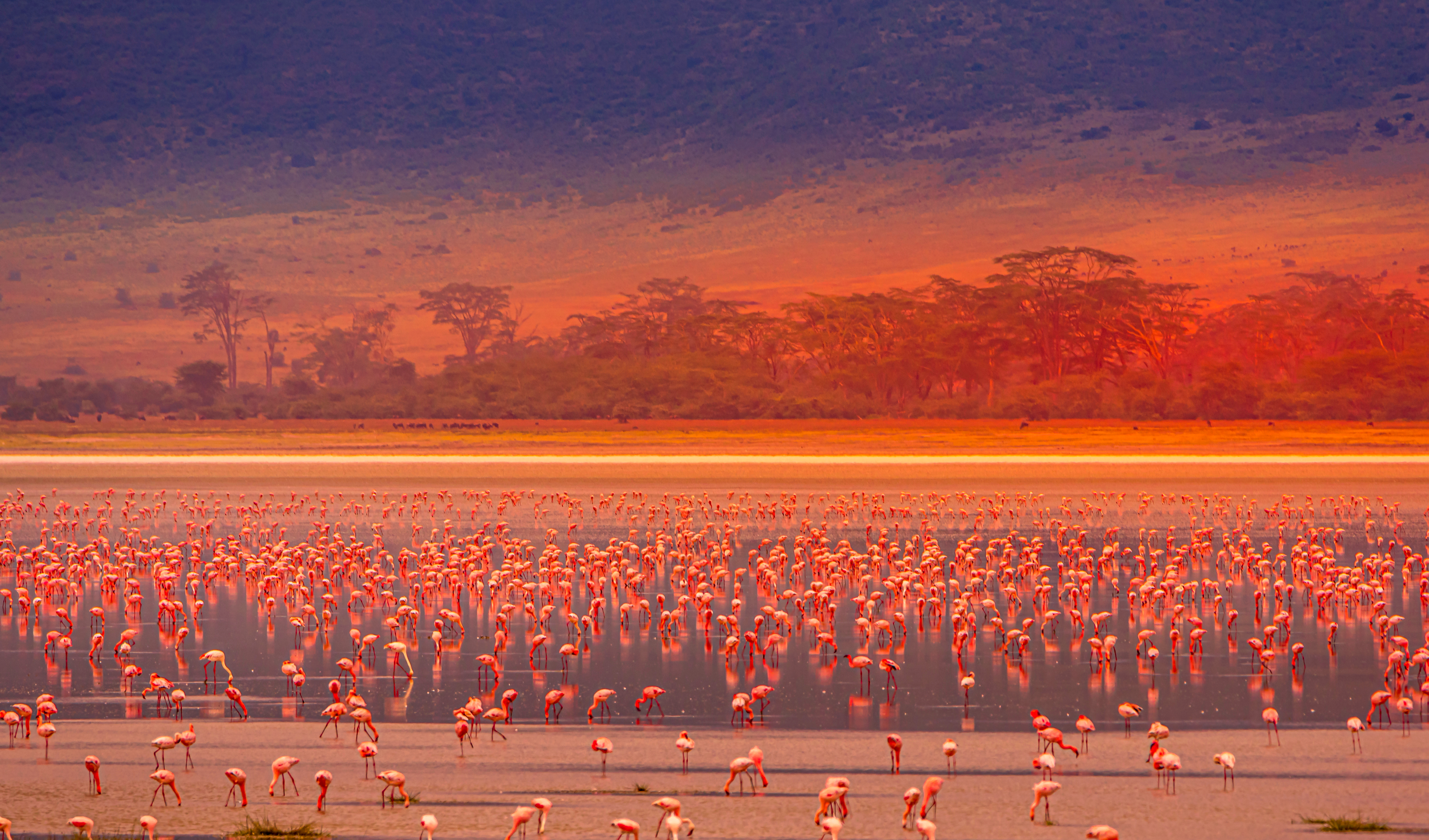 Fantastisk solnedgang over flamingo-sø i Tanzania med tusindvis af flamingos i gyldent lys