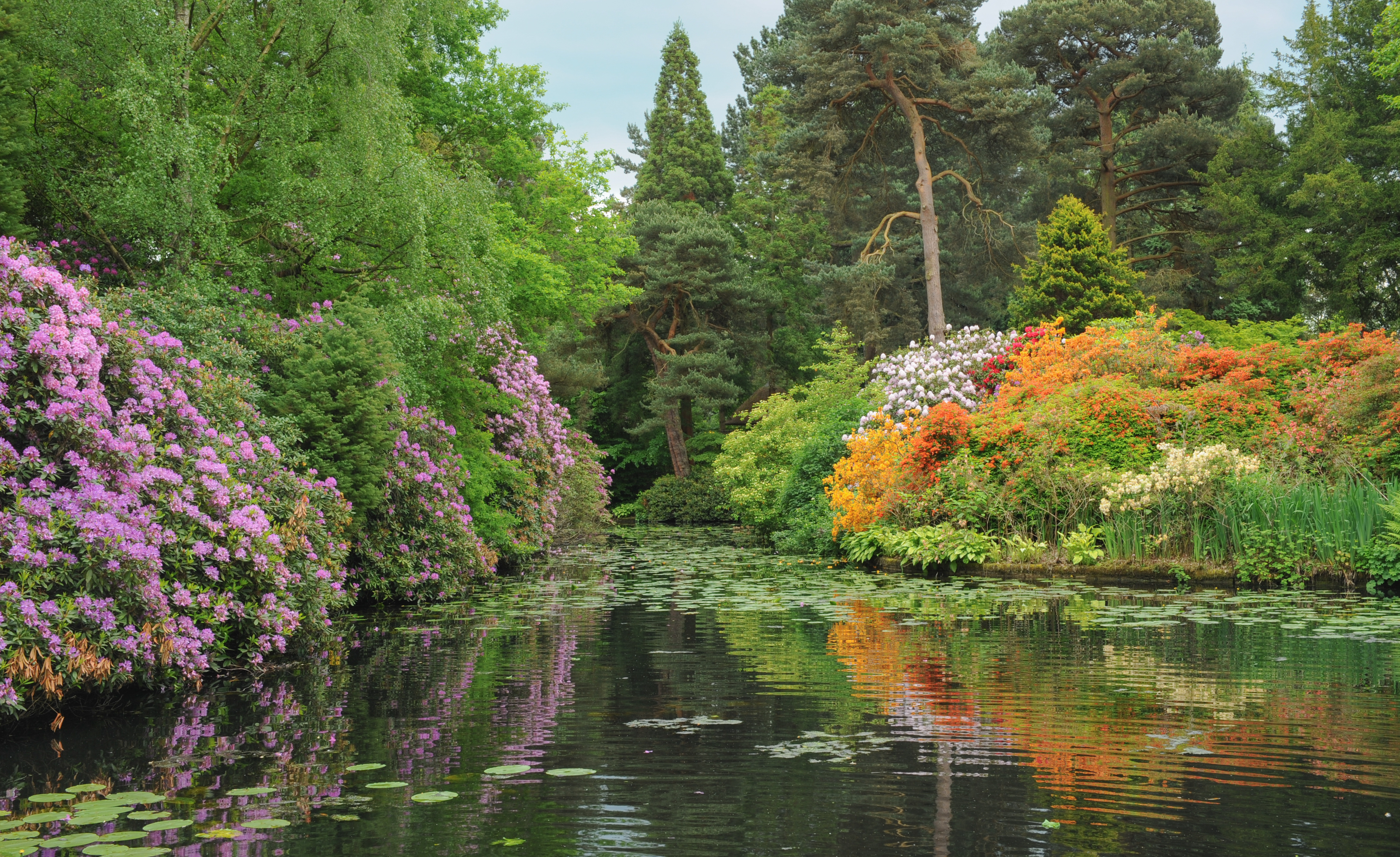 Idyllisk forårshave i Tatton Park, Cheshire med farverige rhododendron og vandliljer der spejler sig i den fredelige dam