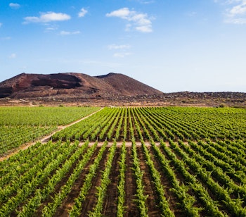 Panoramaudsigt over vingård på Tenerife med lige rækker af vinstokke, blå himmel og bjerge i horisonten