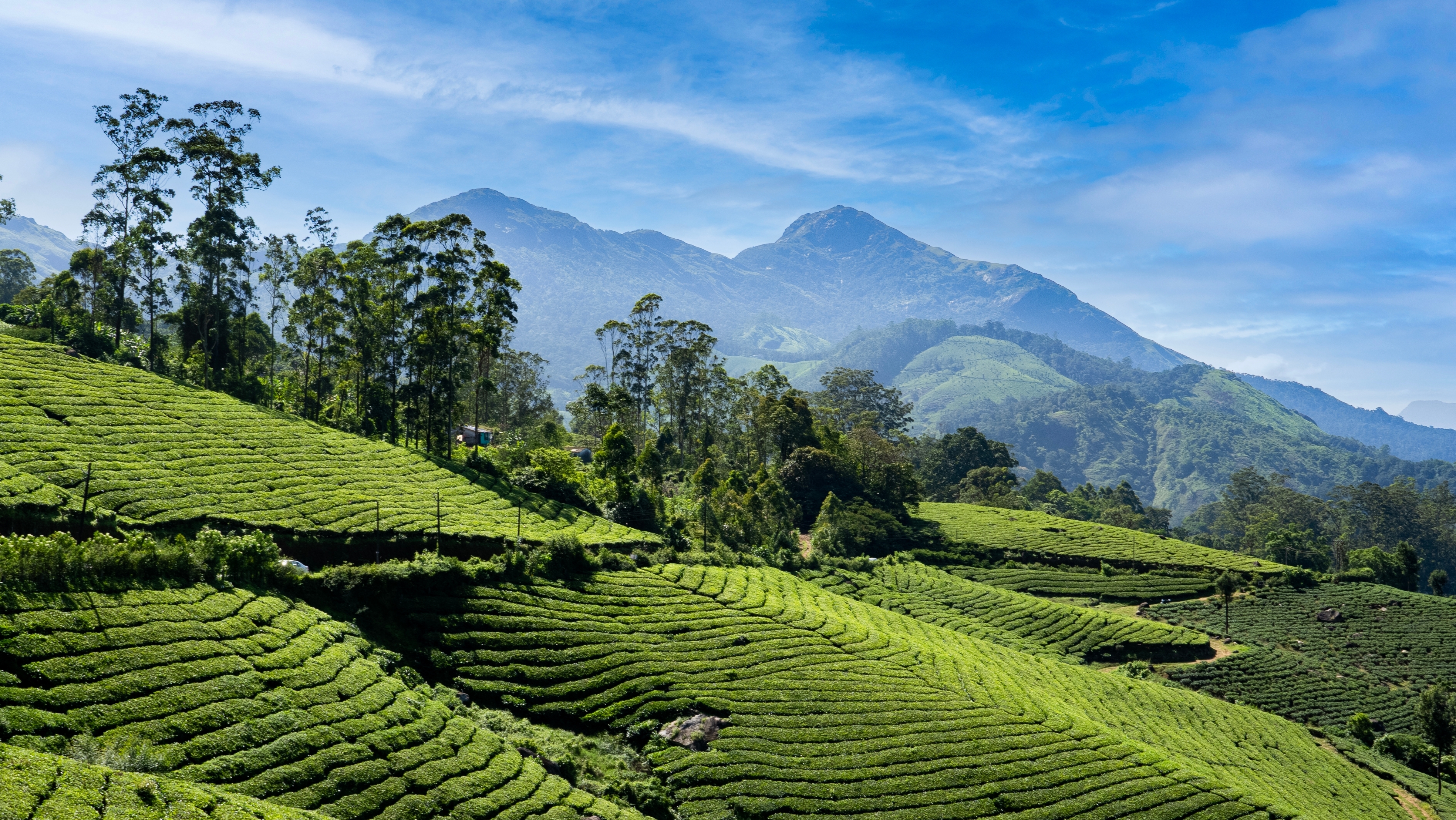 Frodige grønne teplantager der strækker sig over bakkerne i Munnar, Kerala, Indien på en solrig dag