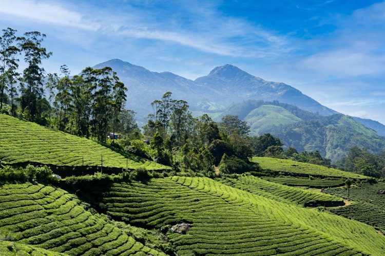 Frodige grønne teplantager der strækker sig over bakkerne i Munnar, Kerala, Indien på en solrig dag