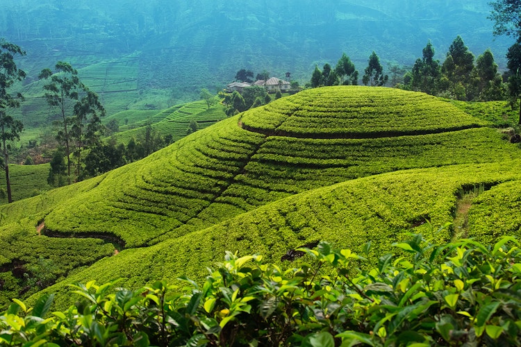 Frodige grønne teplantager der strækker sig over de bølgende bakker i højlandet nær Nuwara Eliya i Sri Lanka med sirlige rækker af teplanter