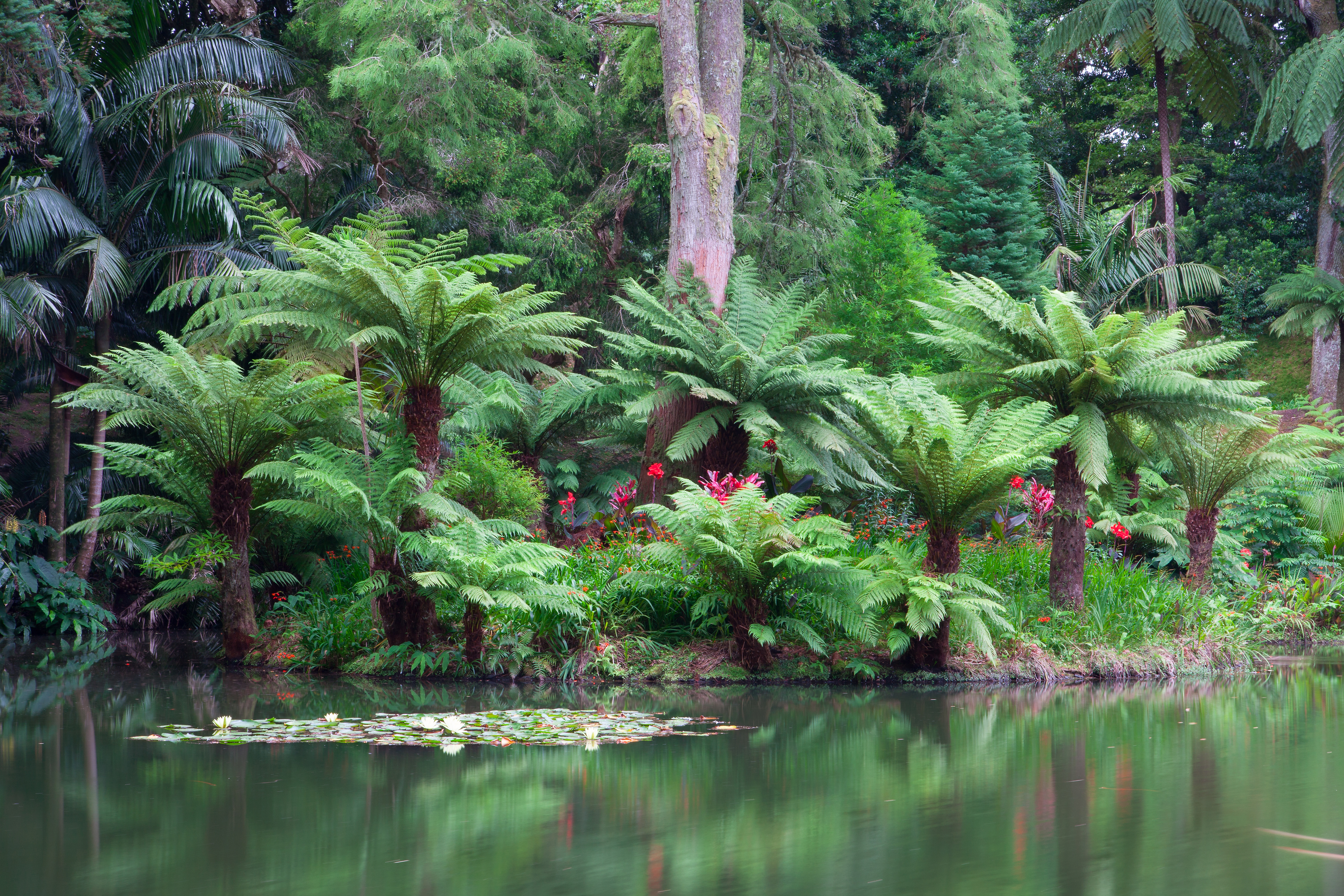 Frodig tropisk vegetation med bregner og planter omkring den idylliske dam i Terra Nostra Haven i Furnas på São Miguel, Azorerne