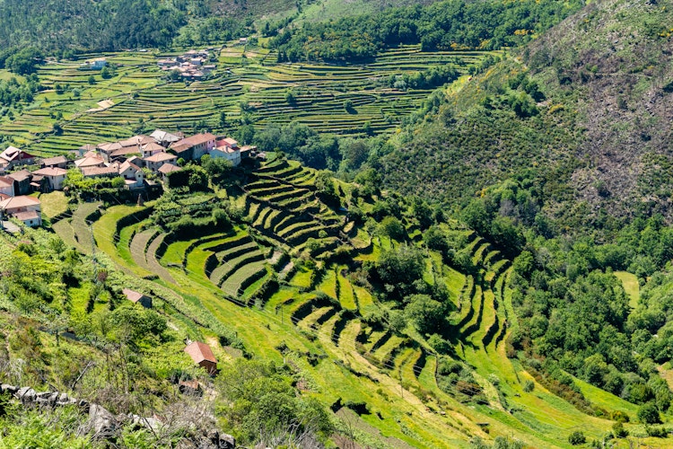 Betagende udsigt over de terrasserede marker i Sistelo, kendt som "Portugals Tibet", et unikt landskab på vandreferie i Nordportugal
