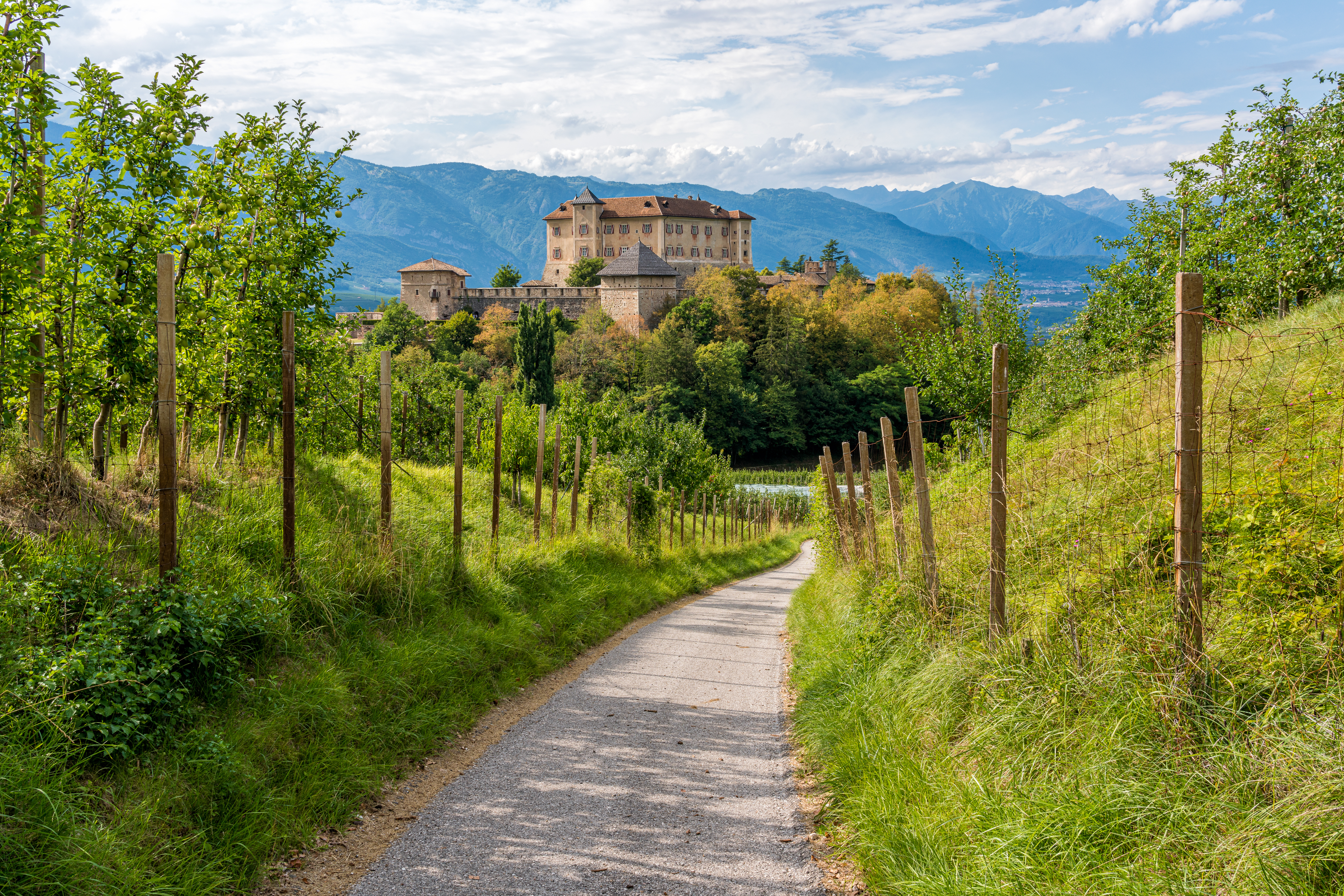 Grusvej gennem grønne æbleplantager med udsigt til det historiske Thun Slot på en bakketop i Val di Non, Trentino, Italien, med Alperne i baggrunden