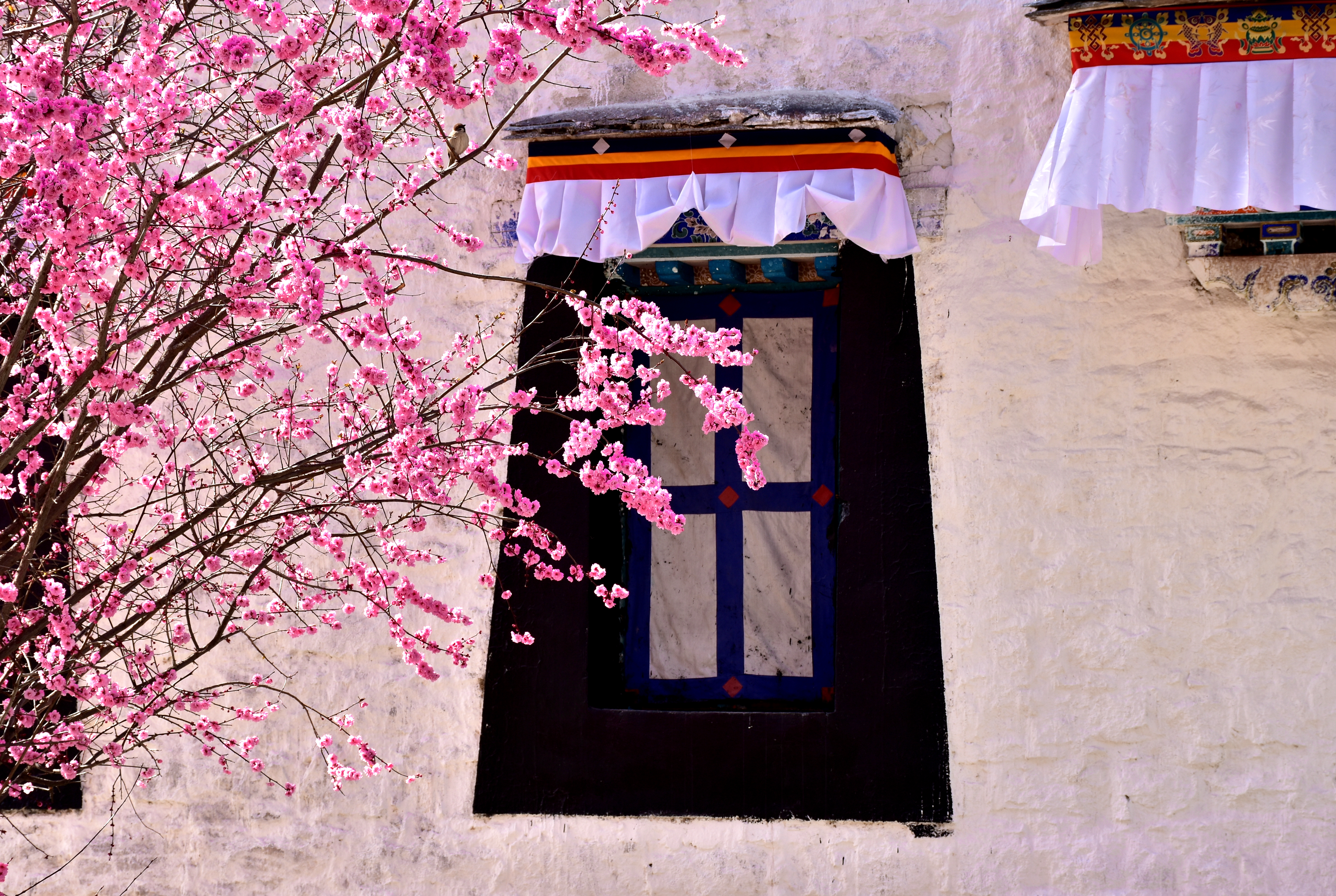 Traditionelt tibetansk kloster med lyserøde forårsblomster i Lhasa Tibet
