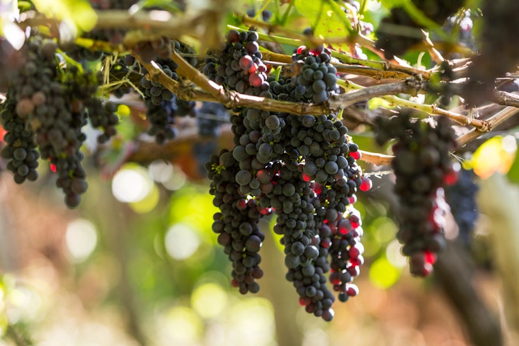 Modne klaser af Tinta Negra Mole-druer hænger fra pergola i Estreito de Camara de Lobos, Madeira, Portugal