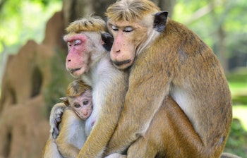 Familie af Toque Macaque aber krammer hinanden i Polonnaruwa nationalpark, Sri Lanka - et rørende øjeblik fra dyrelivet i Asien