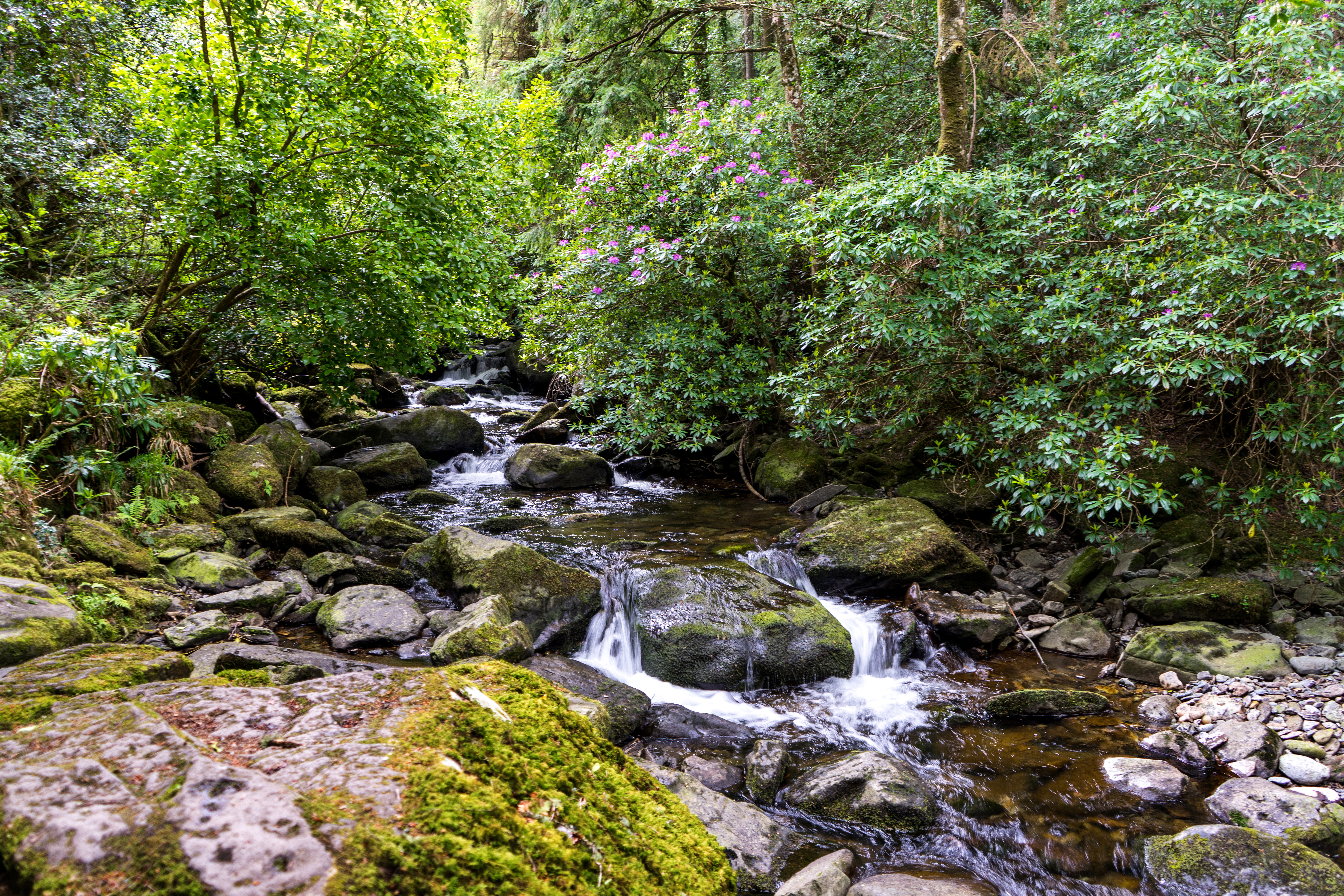 Naturskønt Torc vandfald omgivet af frodig grøn skov i Killarney Nationalpark - et højdepunkt på vandreruten til Torc Mountain på vandreferie i Irland