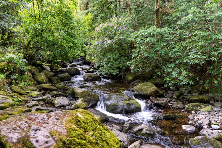 Naturskønt Torc vandfald omgivet af frodig grøn skov i Killarney Nationalpark - et højdepunkt på vandreruten til Torc Mountain på vandreferie i Irland