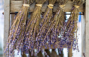 Tørrede lavendelbuketter hænger i bundt fra Provence i Frankrig, den perfekte souvenir fra Smil Rejsers ture til Sydfrankrig