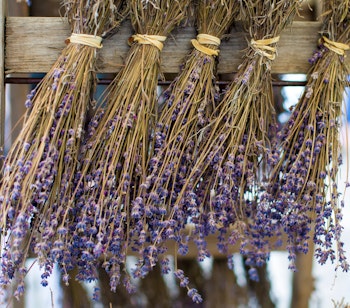 Tørrede lavendelbuketter hænger i bundt fra Provence i Frankrig, den perfekte souvenir fra Smil Rejsers ture til Sydfrankrig