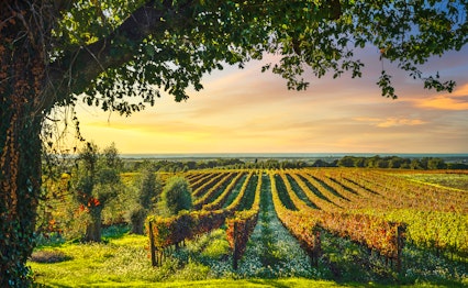 Maleriske vinmarker i Bolgheri, Maremma, med oliventræer og farverige efterårsblomster i solnedgangens gyldne lys i Toscana, Italien