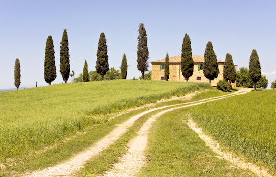 Idyllisk toscansk landskab med cyprestræer, markvej og bølgende kornmarker under blå himmel i foråret