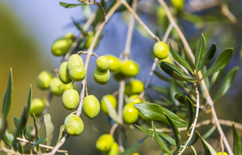 Friske grønne oliven på grene før høstsæsonen i Toscana, Italien - typisk mediterran landbrug