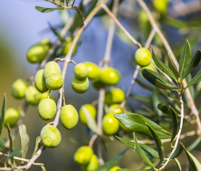 Friske grønne oliven på grene før høstsæsonen i Toscana, Italien - typisk mediterran landbrug